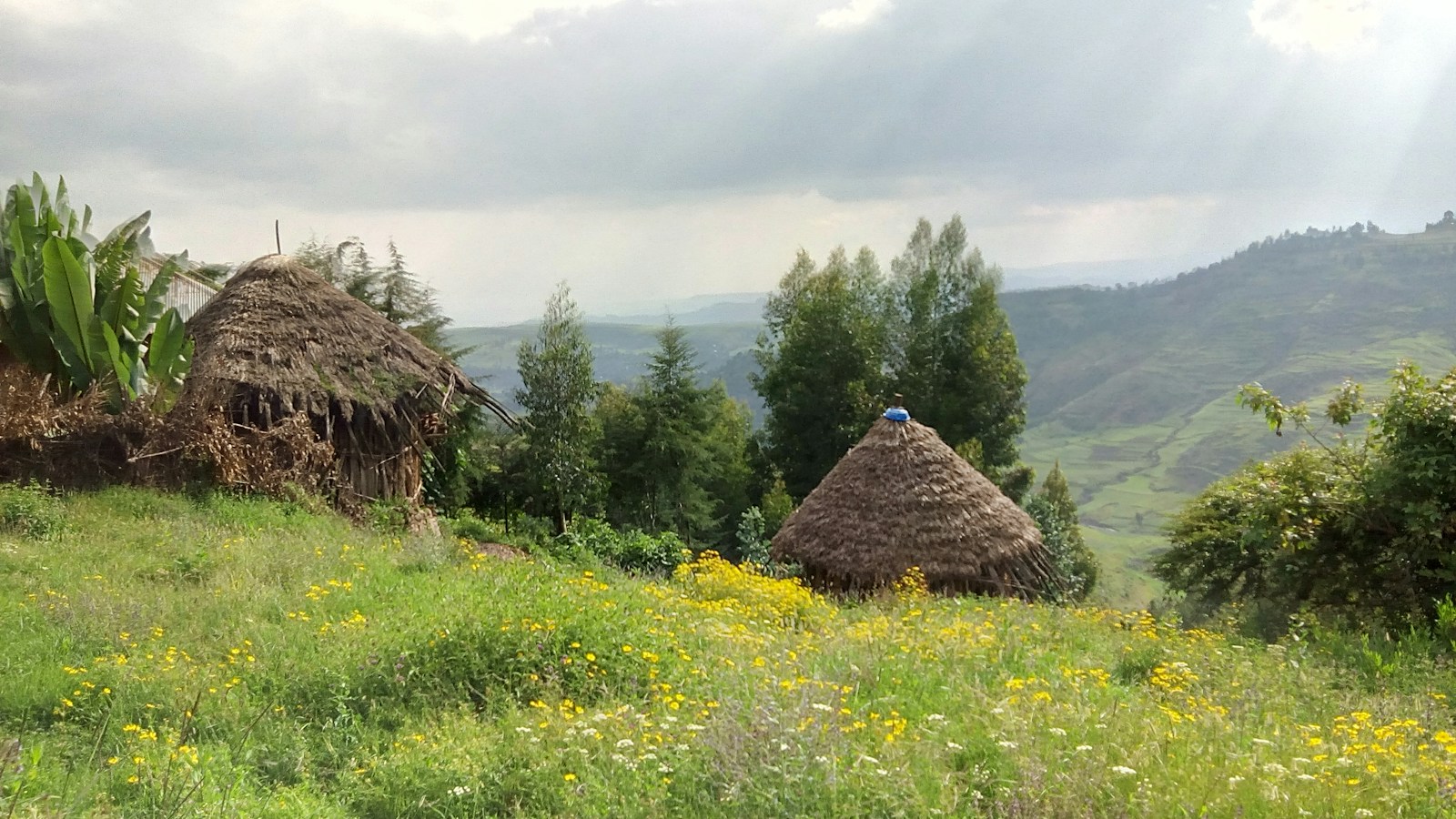 Traditional round thatched huts standing in a flowering field in the Ethiopian countryside